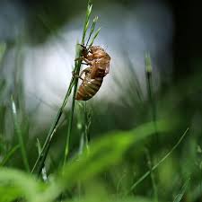 Find out all about cicadas : Brood X Cicadas Will Leave Their Mark On Forests For Years To Come Vox