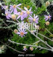 Image result for Felicia filifolia