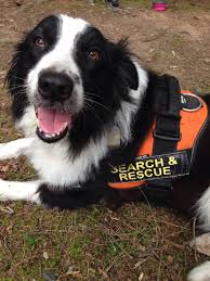 You will need a letter from a licensed mental health professional (lmhp). Arkansas Search Dogs Train For Summer Service Kuar