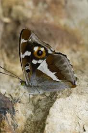 Image result for Apatura iris