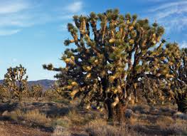 The current nevada big tree register has grown to 303 tree species, varieties and cultivars. Wee Thump Joshua Tree Wilderness Friends Of Nevada Wilderness
