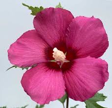 Image result for Hibiscus torrei