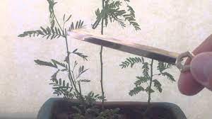 Pruning Mesquite Tree For Indoor Bonsai Saga Part 1 Youtube