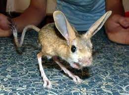 Unusual pets that are legal to own · serval · chinchilla · wallaroo · axolotl · kinkajou · pacman frog (horned frog) · degu · hedgehog. The 12 Coolest Exotic Pets That You Can T Own Pethelpful
