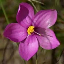 Image result for Chironia palustris