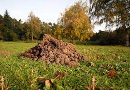 Derart aufwendige methoden sind im normalen hausgarten nicht praktikabel. 20 Wege Einen Maulwurf Aus Dem Garten Zu Vertreiben Bauemotion De
