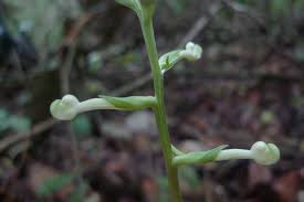 Image result for Habenaria dregeana