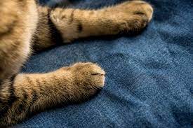 Raise your hand if you love your pet! 5 Great Pet Friendly Fabrics For Your Home