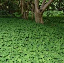 Image result for Oxalis oligotricha