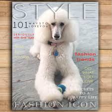 Check spelling or type a new query. Posh Paws 239 276 6600