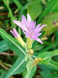 Image result for Lactuca ugandensis