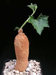 Image result for Coccinia mildbraedii