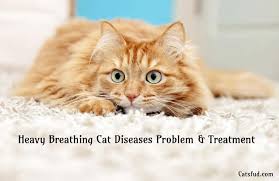 If your cat is struggling to breath and is not eating or moving, it could be a sign of trauma in cats. Heavy Breathing Cat Diseases Problems And Treatment Catsfud