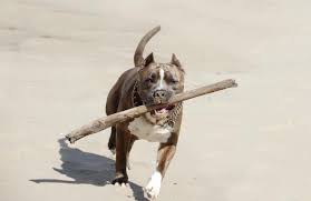 Finding the right dog can make a positive difference in a senior's life. How To Make A Pit Bull Release Its Bite