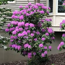 Image result for Rhododendron