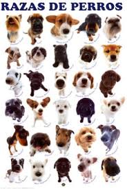 Desde pequeños hasta gigantes pasando por medianos y grandes. Razas De Perro Por Espacio Y Actividad Que Necesitan