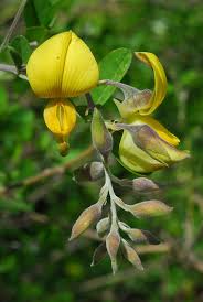 Image result for Crotalaria capensis