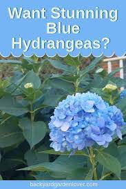 How To Change Hydrangea Colors Pink Blue Purple Blue Hydrangea Blue Hydrangea Flowers Hydrangea Garden
