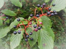 Learn which trees are native to ontario and the best species to plant where you live. Trees The Arboretum