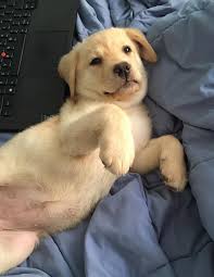 We are committed to offering labrador retriever puppies who will grow up to become important members of your family. Pennylane Labradors English Puppies Florida Breeder Labs Yellow Black Chocolate Sale