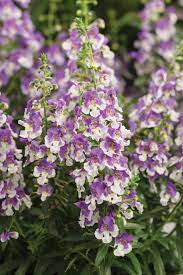 Angelface Wedgwood Blue Summer Snapdragon Angelonia Hybrid Snapdragon Flowers Plants Flower Garden Plans