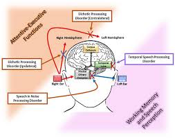 Scientific knowledge advances when scientists observe phenomena, think about how they relate to what is known, test their ideas in logical ways, and generate explanations that integrate the new information into understanding of the natural and designed. Frontiers The Age Related Central Auditory Processing Disorder Silent Impairment Of The Cognitive Ear Neuroscience