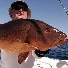 Timeline Photos Propiedad De Paradise Lodge Panama Islands Fish Snapper