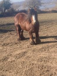Image result for Medium Buckskin 1989 Colt