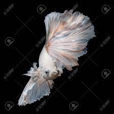 An expert guide to successful breeding. White Platinum Betta Fish Or Siamese Fighting Fish In Movement Stock Photo Picture And Royalty Free Image Image 55049685