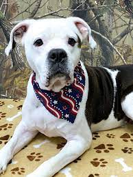 A dog is a friend that never betrays the master. Brody Is A Gentle Boy And He Is Great With Children The Sumter Item