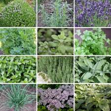 Frische kräuter gehört in jede gute küche und der anbau ist mit unseren kräuterpflanzen kein problem mehr. Pflanzen Fur Den Krautergarten Native Plants