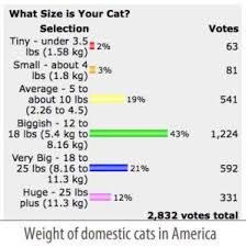 10 Scottish Fold Weight Chart Average Kitten Weight Chart