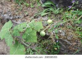 Image result for Solanum viarum