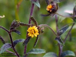Image result for Sigesbeckia
