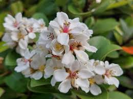 Image result for Eulophia calantha