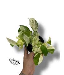 Image result for Epipremnum en casa
