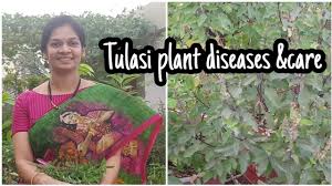 à°ˆ à°¸ à°œà°¨ à°² à°¤ à°²à°¸à°® à°®à°• à°¤ à°¸ à°• à°µ à°² à°¸ à°¨ à°• à°° tulasi plant winter care tulasiplantcare success farming success farming