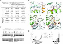 Cv tox (lv dysfunction/myocardial ischemia) (echo/mugo to monitor); Antimalarial Proteasome Inhibitor Reveals Collateral Sensitivity From Intersubunit Interactions And Fitness Cost Of Resistance Pnas