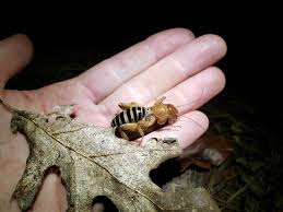 Image result for Stenostelma