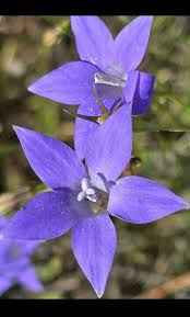Image result for Wahlenbergia capitata
