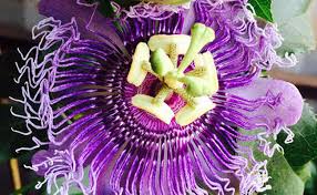 Teasel banksia (banksia puclhella) teasel banksia belongs to the family of banksia which is native of australia. Did You Know About These Rare Flowers Of India