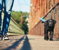 Many will need one or two more during the day. Should I Have My Dog Heel For His Entire Walk