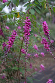 Image result for Indigofera transvaalensis