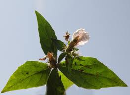 Image result for Blepharis maderaspatensis