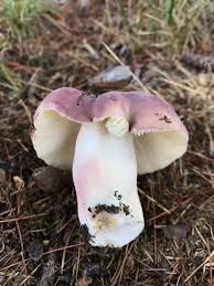 Image result for Russula perlactea