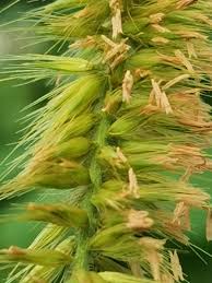 Image result for Cenchrus purpureus