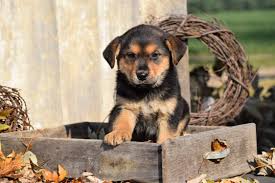 German shepherd rottweiler mix puppies for sale near me. German Shepherd Rottweiler Mix Breed Information Health Appearance