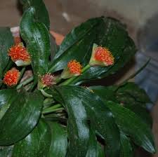 Image result for Scadoxus membranaceus