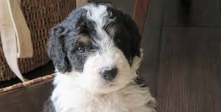 We breed high quality, great temperament, healthy bernedoodle and goldendoodle puppies. Do Bernedoodles Have Health Issues What S Their Lifespan