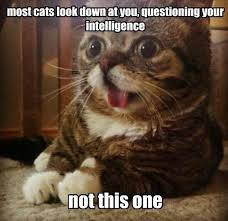 Hey I Just Met You And This Is Crazy Meme Hey I Just Met You And This Is Crazy But I M Your Kitten So Pet Me Maybe Funny Cat Memes Silly Cats Funny Cat Pictures